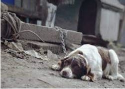 sad dog chained outside in the cold